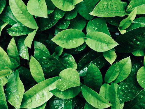 Biologische lariekoek: Planten verbranden als je ze water geeft in de zon