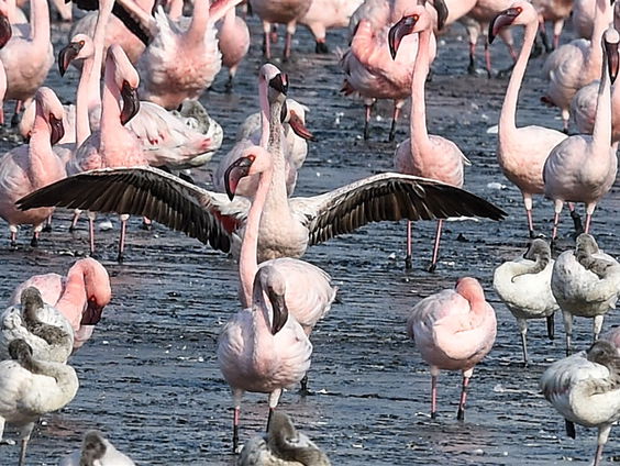 Wereldrecord in Limburg: meer dan 50 flamingokuikens in Gaia Zoo