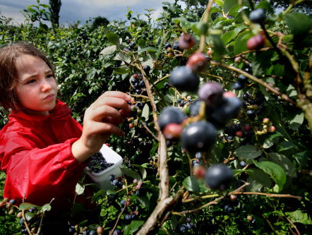 'Er moeten eenduidige regels komen voor wildplukken'