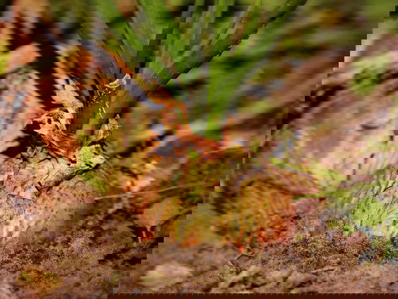 PFAS in volkstuinen Helmond: 'Eet geen groente en fruit uit de tuinen'