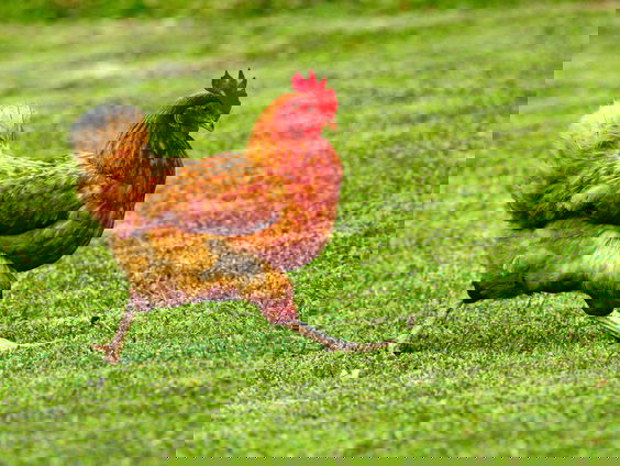 Een zeeuwse kip 'veranderde' van een kip in een haan