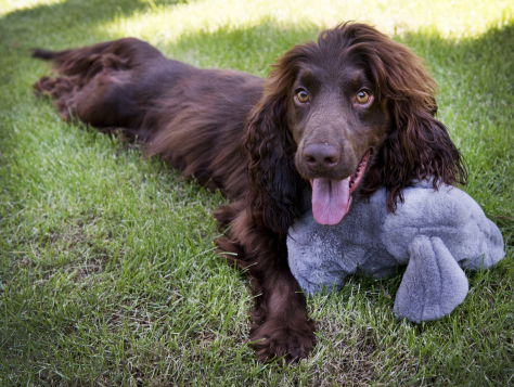 Nederlandse hond gaat smokkel van apen Indonesië bestrijden