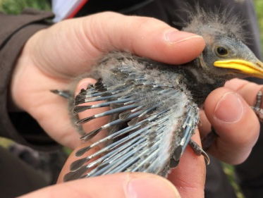 Dieetonderzoek bij spreeuwen
