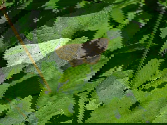 Ondanks de winter toch vlinders in de natuur