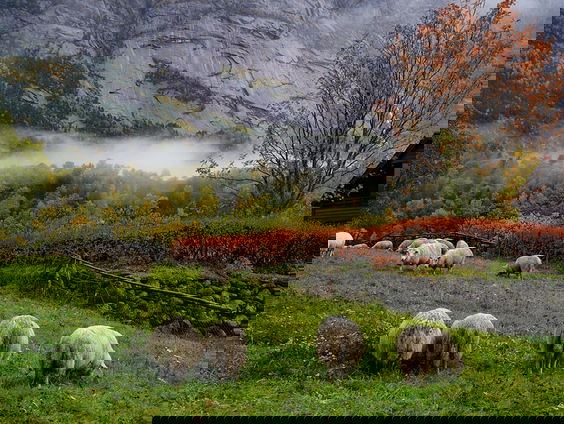 Dierenwelzijn in andere landen