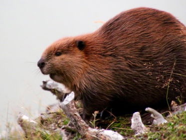 Beverplaag op Vuurland