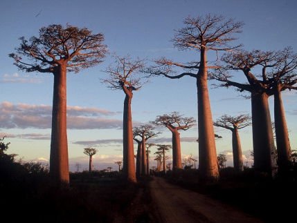 Madagaskar; een land waar je óók naartoe kan gaan deze zomer