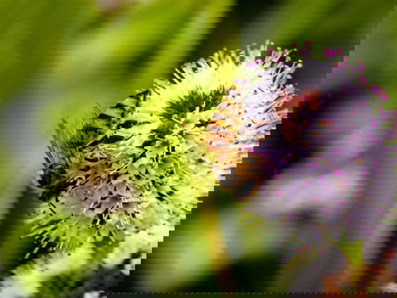 Het is het weekend van de Nationale Bijentelling! Maar waarom tellen we bijen?