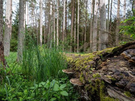 Reportage: het laatste oerbos in Polen