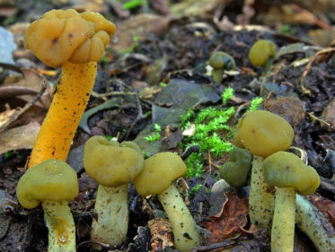 Groene glibberzwam is paddenstoel van het jaar 2018