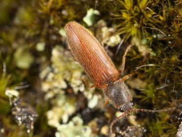 Kniptorren op de Veluwe