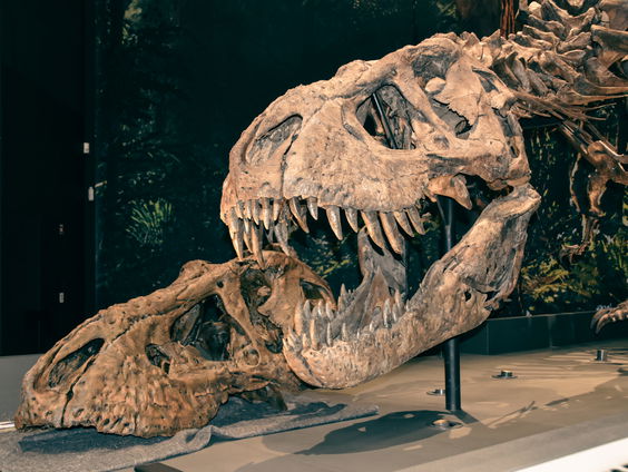 Geprinte replica van t-rex Trix gaat naar Japan