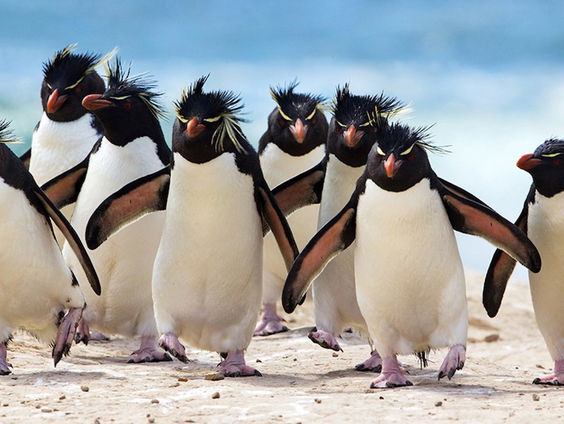 Alle pinguïns van de wereld