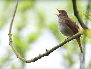 Vogels aan het woord