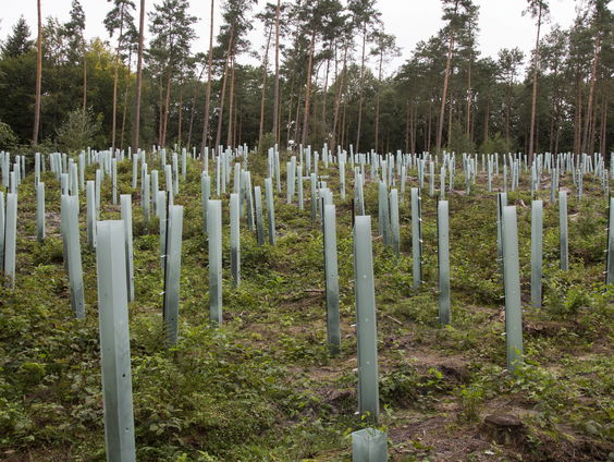 Nieuw bos heeft de toekomst