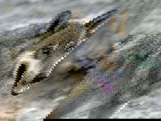 Friese boeren willen hek om provincie tegen wolf