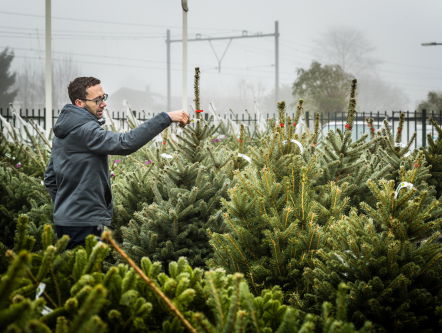 Je mag de kerstboom weer zetten: 8 tips om hem mooi te houden