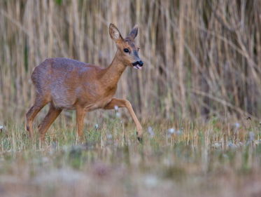 Voorjaarstelling reeën Naardermeer