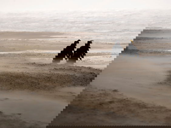 Denkend aan Noordwijk