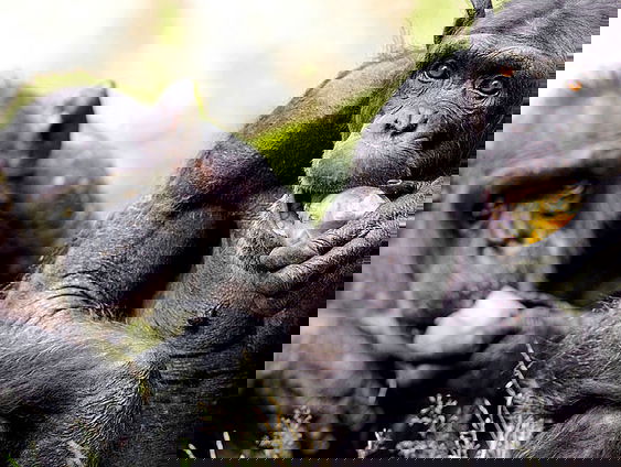 Leiderschapsstrijd na doodschieten chimpansees in Dierenpark