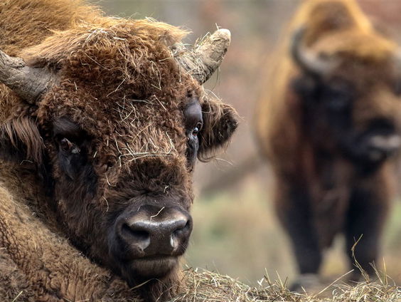 De wisent keert terug
