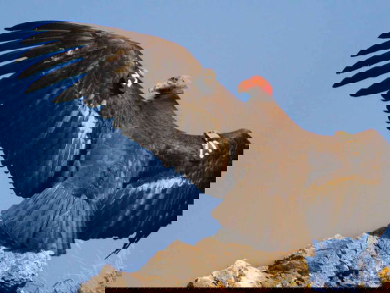 Het mysterie van de condor: voortplanting zonder te paren