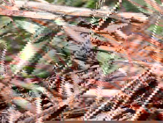 Fenolijn 10 oktober 2021