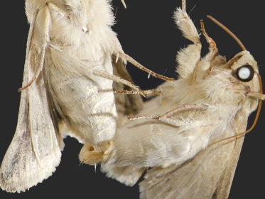 Seksuele voorkeur van motten