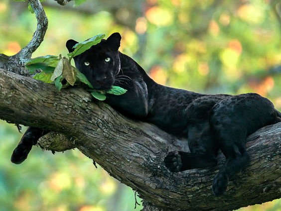 Natuurfotografen zamelen geld in voor wildparken in Afrika