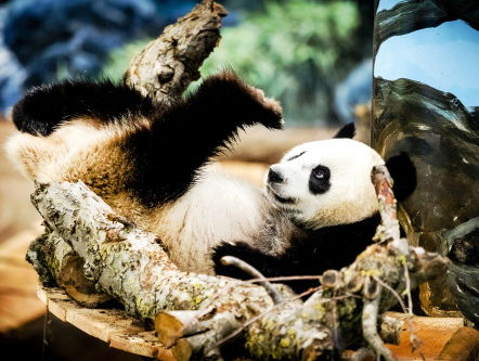 Is de reuzenpanda in Ouwehands Dierenpark zwanger?