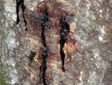 Nieuwe bomenziekte: Sudden Oak Death