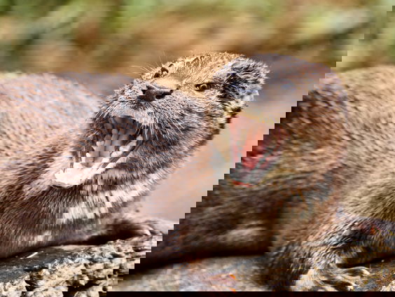 Waarom is schelden met kanker zo populair?