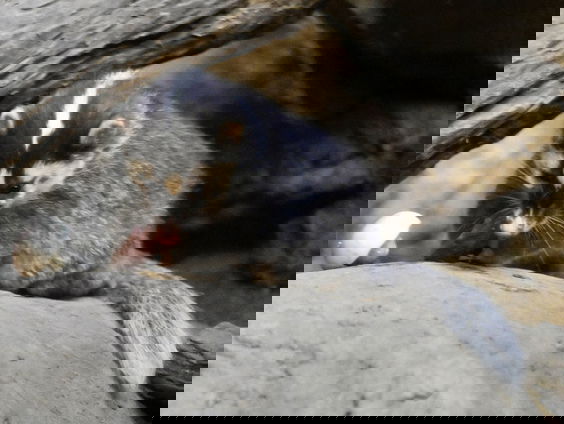 'Groene lijst' voor dieren waarmee het goed gaat