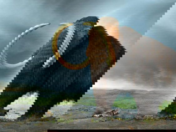 The Return of the Mammoth