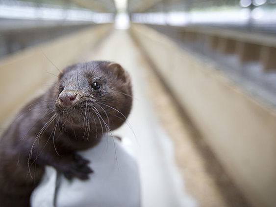 Nertsenfokkerijen besmet, ruiming onderweg?