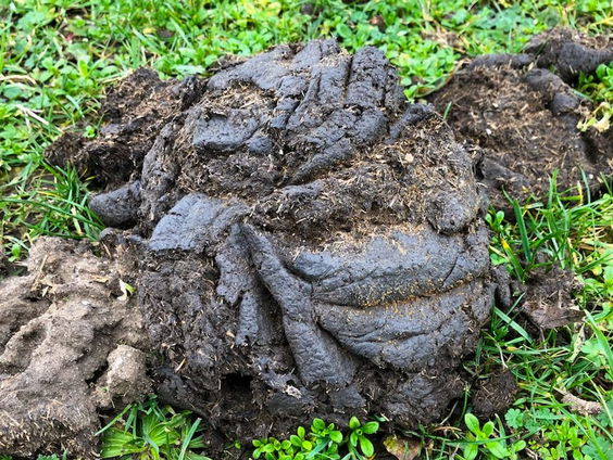Giftige poep in de natuur