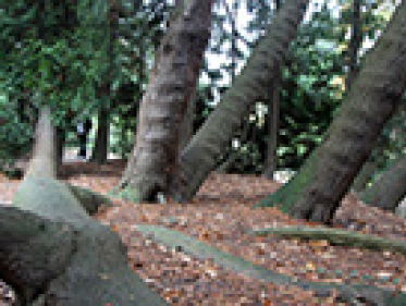 Boom met afstammelingen