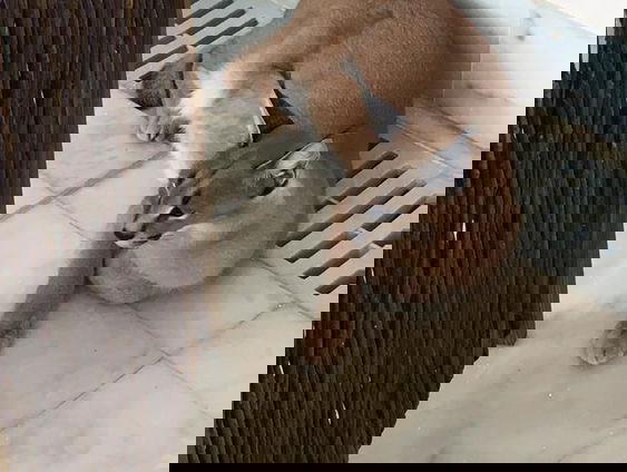 Een caracal als huisdier, kan dat?