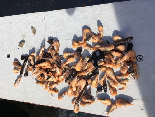 Texelse vissers willen minder regels