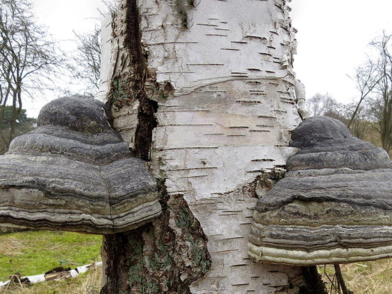 'Scheet van een rund' en andere paddenstoelennamen