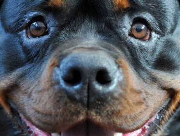 Stand.nl: Er ligt een beestachtig goed pakket aan maatregelen om het dierenwelzijn te verbeteren.