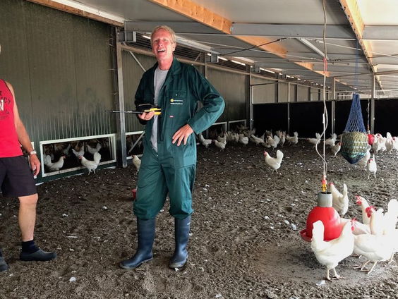 Vee in de stal lijdt vaak onnodig aan hittestress