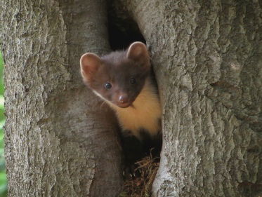 Boommarteronderzoek met 'befcam'