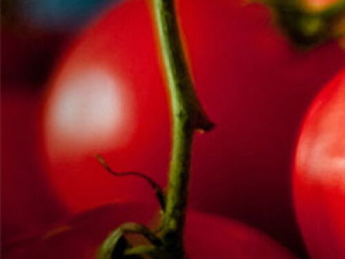 Mangiare! Kerst met Cees Holtkamp