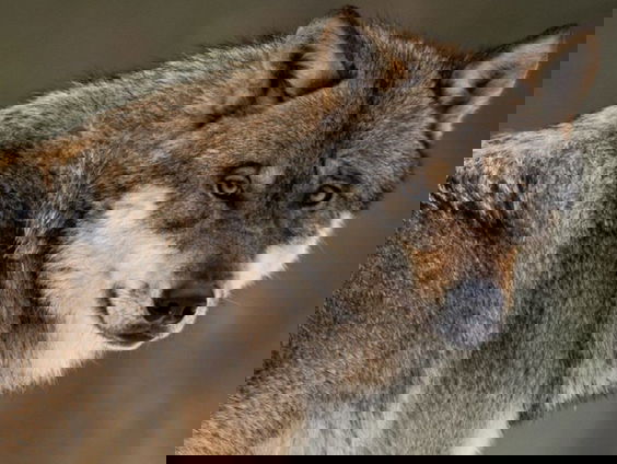 Boeren komen in opstand tegen de wolf