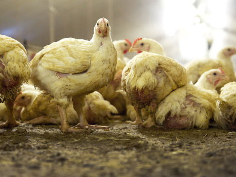 'Geef dieren net als mensen ook gewoon rechten'