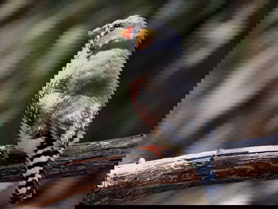 Zebravink houdt van de woestijn