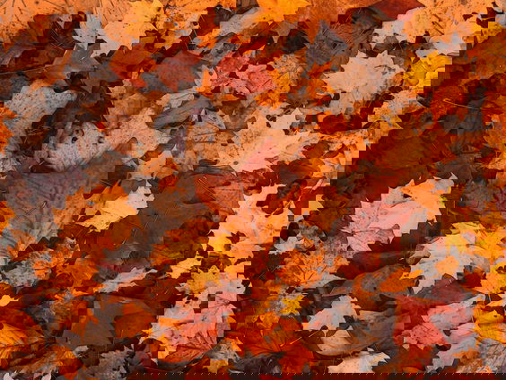 Hanne Tersmette: het is te druk in het bos