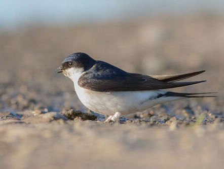 Het jaar van de huiszwaluw met Jip Louwe Kooijmans