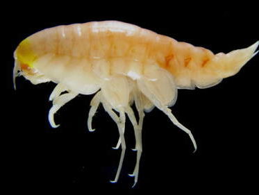 Meer leven in de diepe zeeën dan gedacht